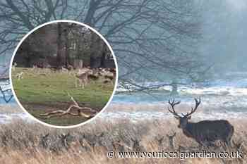 Bushy Park video shows dog terrorising deer as owner taken to court