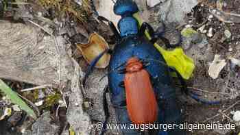 Nicht anfassen: Giftige Ölkäfer breiten sich im Kreis Neu-Ulm aus