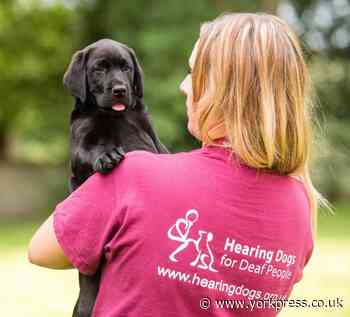 Hearing Dogs for Deaf People calls on runners to join Great North Run