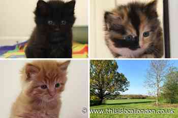 Dead kitten among six found dumped in box in Fryent Park