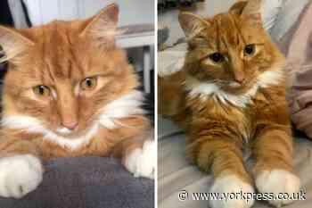 Family left 'deeply distressed' after Timmy the cat shot in Harrogate
