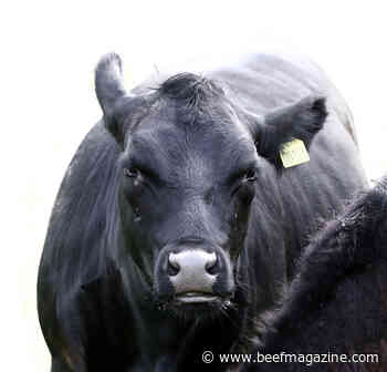 Myaniml expands health platform with muzzles to detect disease in cattle