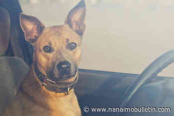 Don’t break a window: BC SPCA outlines how best to handle a dog left in a hot car