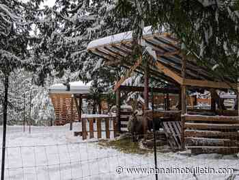 Pender Island alpaca, llama sanctuary turn wool into yarn
