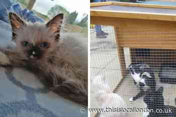 Bexley officer and boyfriend sold sick, dying kittens in twisted scam