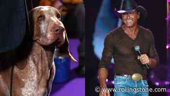 Tim McGraw’s Floppy-Eared Dog Won Best of Breed at the Westminster Dog Show