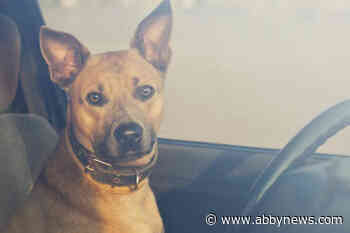 Don’t break a window: BC SPCA outlines how best to handle a dog left in a hot car