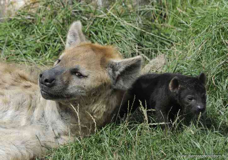 Twee pups geboren bij hyena’s