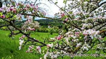 Gemeinderat Ebhausen: Neue Streuobstflächen für die Region