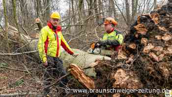 Stadtforst will Wald in Wolfsburg gegen Klimawandel wappnen