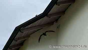 Der Mauersegler – ein sirrender Sommerbotschafter