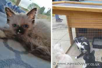 Bexley officer and boyfriend sold sick, dying kittens in twisted scam