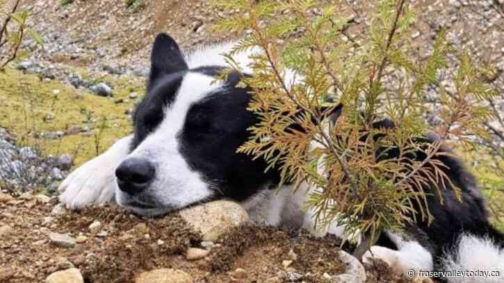 Residents rescue dog from Chilliwack River Valley backcountry