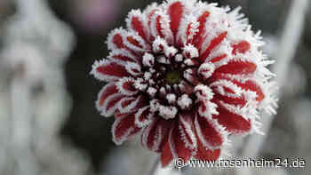 Frost-Einbruch an den Eisheiligen – Prognose rechnet mit Wetter-Wende zum Muttertag