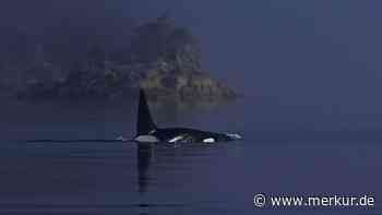 „Die Angriffe waren brutal“: Yacht sinkt nach Orca-Attacke im Mittelmeer