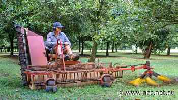 Macadamia growers face financial disaster as glut drives prices down