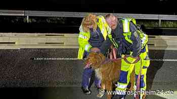 Polizei sperrt ganze Autobahn - weil ein Hund um seinen toten Gefährten trauert