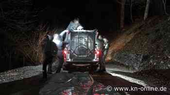 Von der Problembärin zur Unschuldsbärin - Hat ein männliches Tier den Jogger getötet?