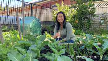 Human hair could be the ultimate recycled product as fertiliser or cleaning oil spills