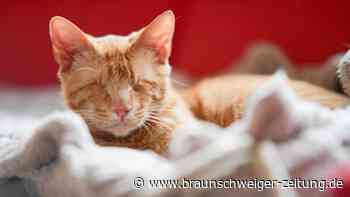 Altkreis Osterode: Kater Angelo – „Warum will mich keiner?“