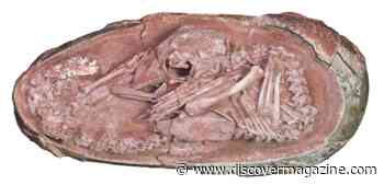 Unearthing the Most Well-Preserved Dinosaur Embryos