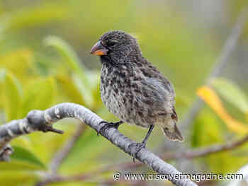 How Does Speciation Drive Evolution?