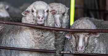 Biosecurity levy hike a 'nasty shock' for sheep industry