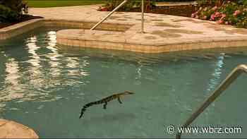Baby alligator found taking a swim in lazy river at Lake Charles casino