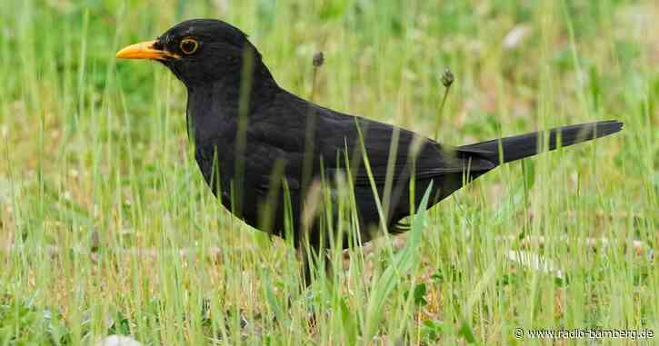 «Stunde der Gartenvögel»: Vögel zählen für die Wissenschaft