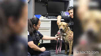 Officers rescue dog from canal in central Fresno, searching for owner