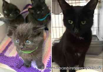 Four kittens dumped in a bag close to Haslingden bypass