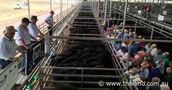 Wodonga sold to cheaper trend