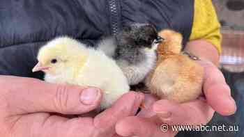 Months after floods swept away 1,500 chickens, farmer Claire's flock is bouncing back