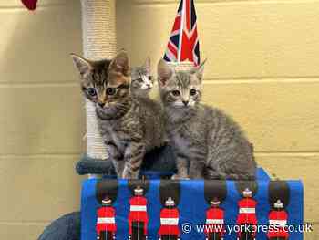 Blue Cross charity call for volunteer pet carers in Topcliffe area