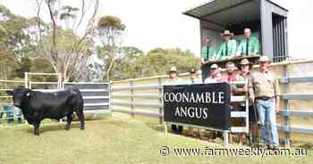 Best WA bull selling season on record