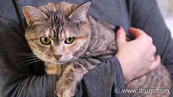 COVID in Cats Mirrored What Was Happening in People