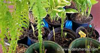 Every blooming thing: It's plant sale time in DuPage County and the Fox Valley