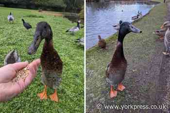 Long Boi: Famous University of York duck is now presumed dead