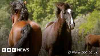 New Forest: Stallions released to help preserve pony bloodlines