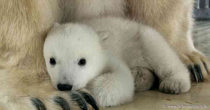 Tierpark Hagenbeck: Eisbärenbaby ist ein Mädchen
