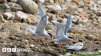 Breeding boost for under-threat seabird colony