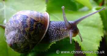Gardening expert shares 'natural' ways to keep slugs and snails away from plants