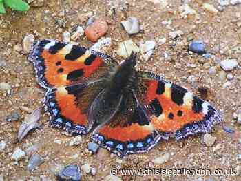 Nature Notes: Many uses of dandelions