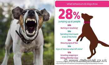 Pandemic puppy boom has led to an 'extremely worrying' rise in dog AGGRESSION in the UK, vets warn 