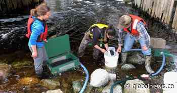 Long-running study on baby eels cancelled amid unlicensed, chaotic fishing