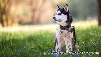 Tote Huskys in Dobel: Gericht verschiebt Prozess in Calw