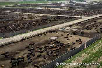 China’s ban on Canadian beef still in place year-and-a-half later; industry in dark