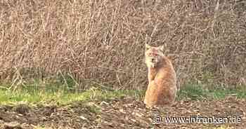 Haßlach: Luchs in Waldstück gesichtet - Augenzeugin macht Video