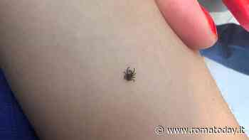 L'erba del nido supera il metro d'altezza, bimba di 3 anni punta da una zecca