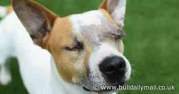 Stray dog who lost both of his eyes finds loving new home